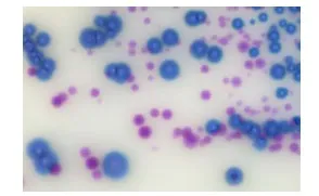 замовити, купити Агар хромогенний для STREPTO B, 20 чаш/уп від Biolife Italiana S.r.l. за низькою ціною в Україні