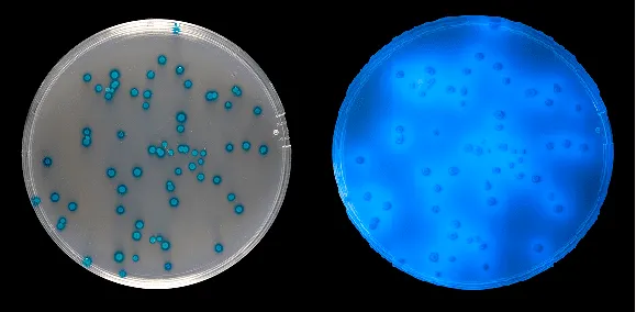 замовити, купити АГАР С - ЄС, чашки Петрі C- EC MF (EC AGAR) 401 298 від Biolife Italiana S.r.l. за низькою ціною в Україні